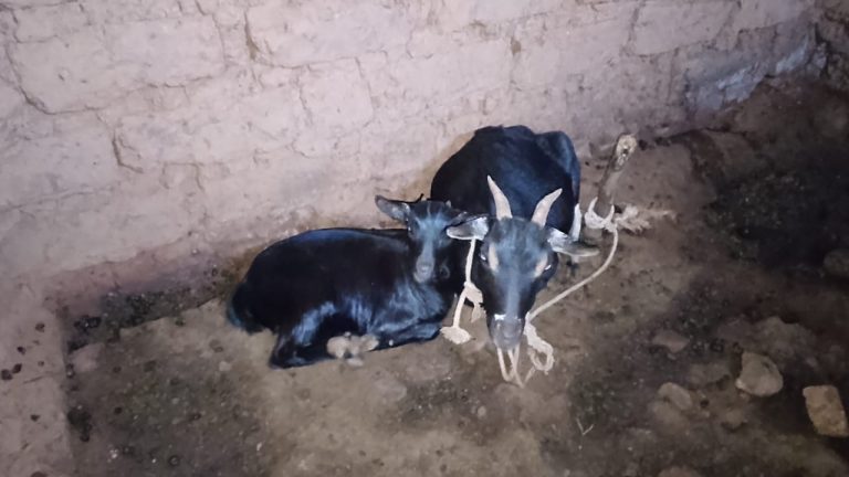 Huye: Abaturage bamwe bararana n’amatungo kubera impungenge z’umutekano muke wayo