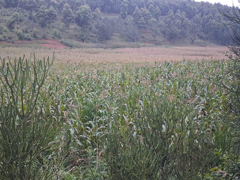Uburyo bwo kongerera ibihingwa ubushobozi bugiye gutangira gukoreshwa mu Rwanda
